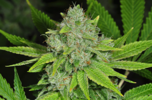 Easiest cannabis strains to grow