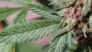 Cannabis Deficiencies