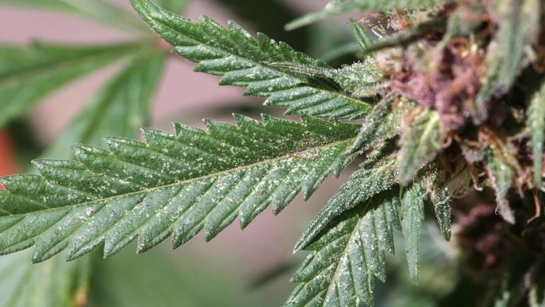 Cannabis Deficiencies