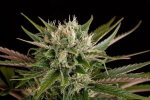 Easiest cannabis strains to grow
