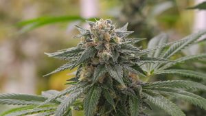 Challenging cannabis strains