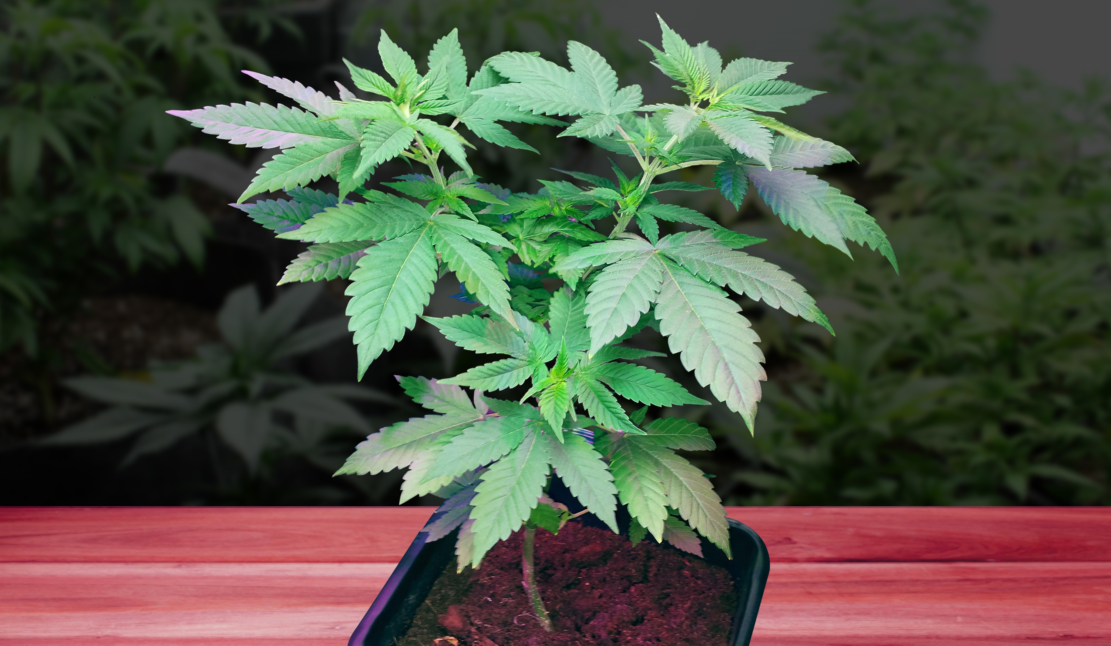 Spotting Cannabis Deficiencies in Your Garden