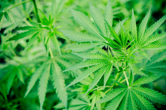 Cannabis Deficiencies