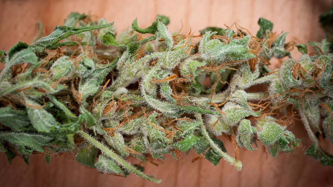 Challenging cannabis strains