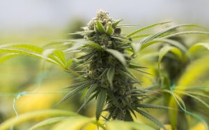 Easiest cannabis strains to grow