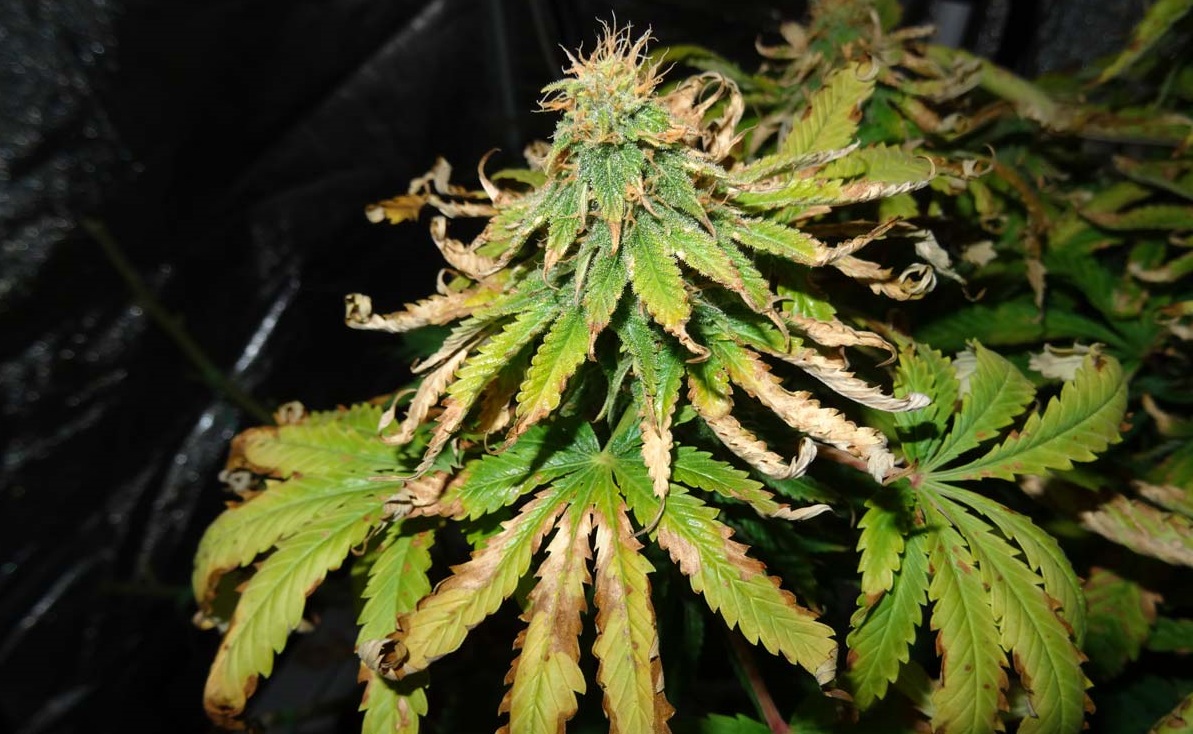 Cannabis Deficiencies