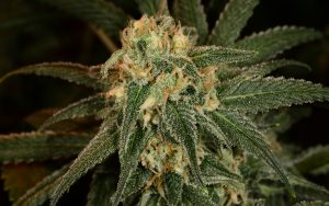 Easiest cannabis strains to grow