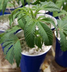 Cannabis Deficiencies