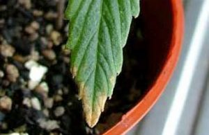 Cannabis Deficiencies