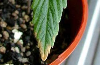 Cannabis Deficiencies