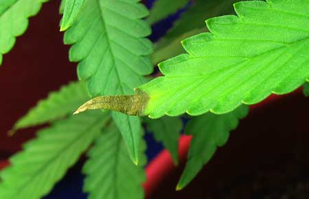 Cannabis Deficiencies