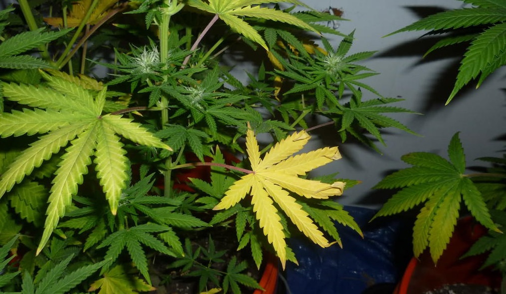 Cannabis Deficiencies