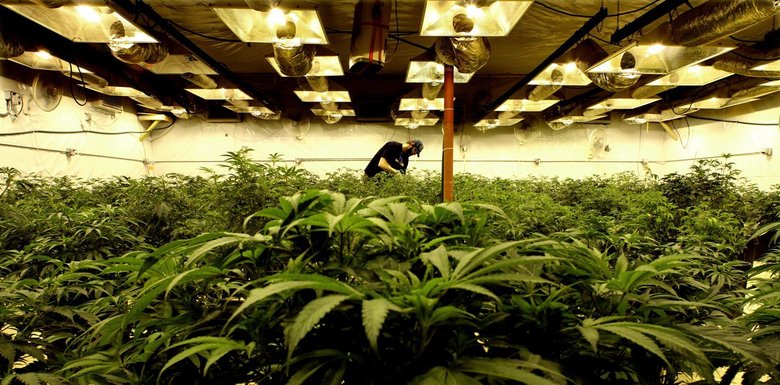 Preventing Pests in Your Indoor Cannabis Garden