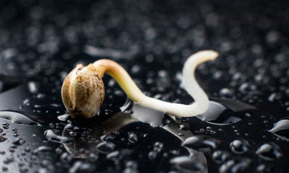 Germinating Cannabis Seeds: Tips & Tricks