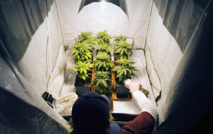 Preventing Pests