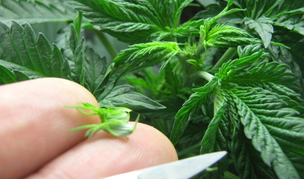 Topping Cannabis to Improve Yields