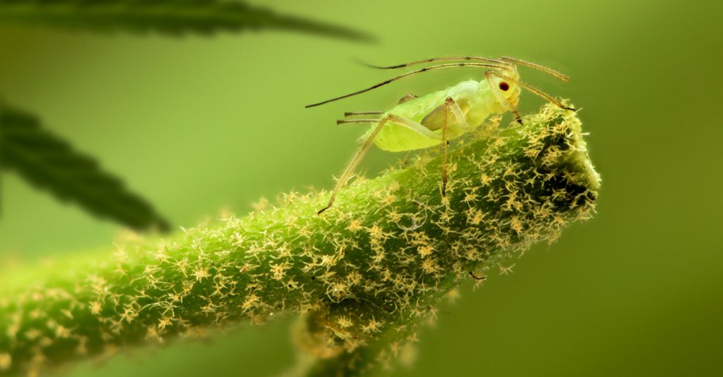Cannabis Without Pesticides