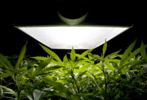 Grow Your Own Cannabis