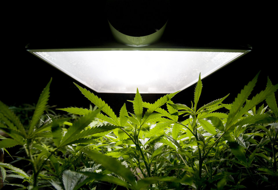 5 Reasons to Grow Your Own Cannabis