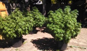 Cannabis Without Pesticides