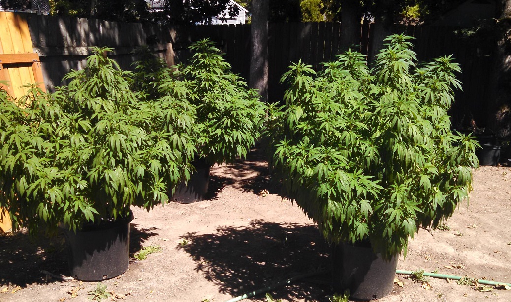 Cannabis Without Pesticides
