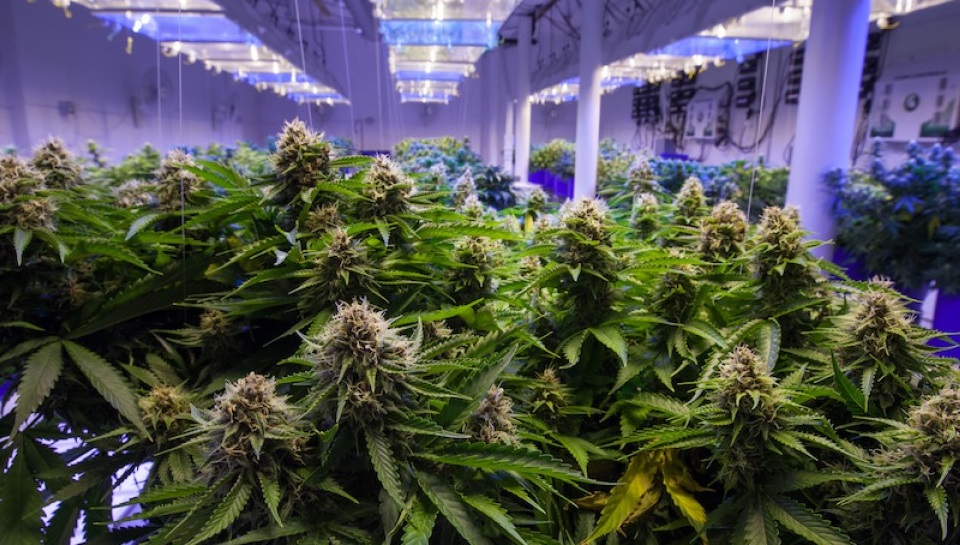 Cannabis Without Pesticides