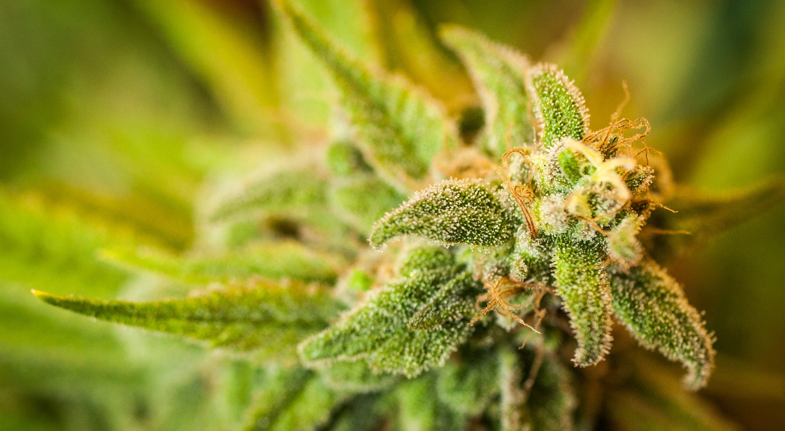 Reusing Cannabis Stalks, Leaves & More!