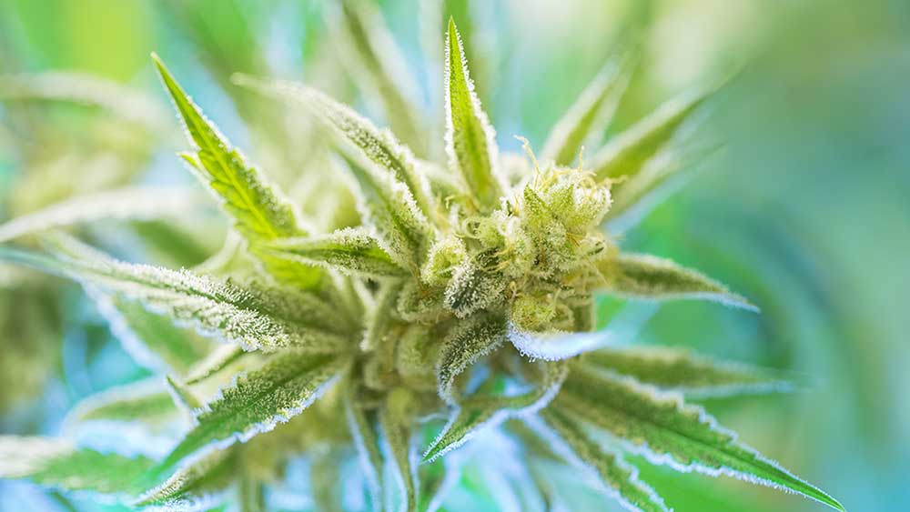 Growing Cannabis Without Pesticides
