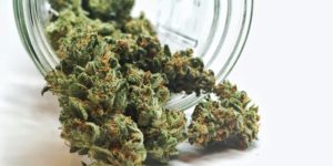 Grow High Quality Bud