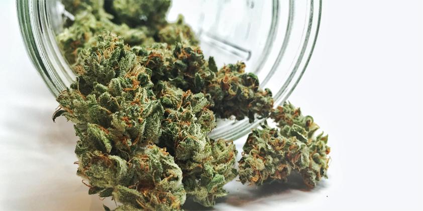 10 Tips to Grow High Quality Bud