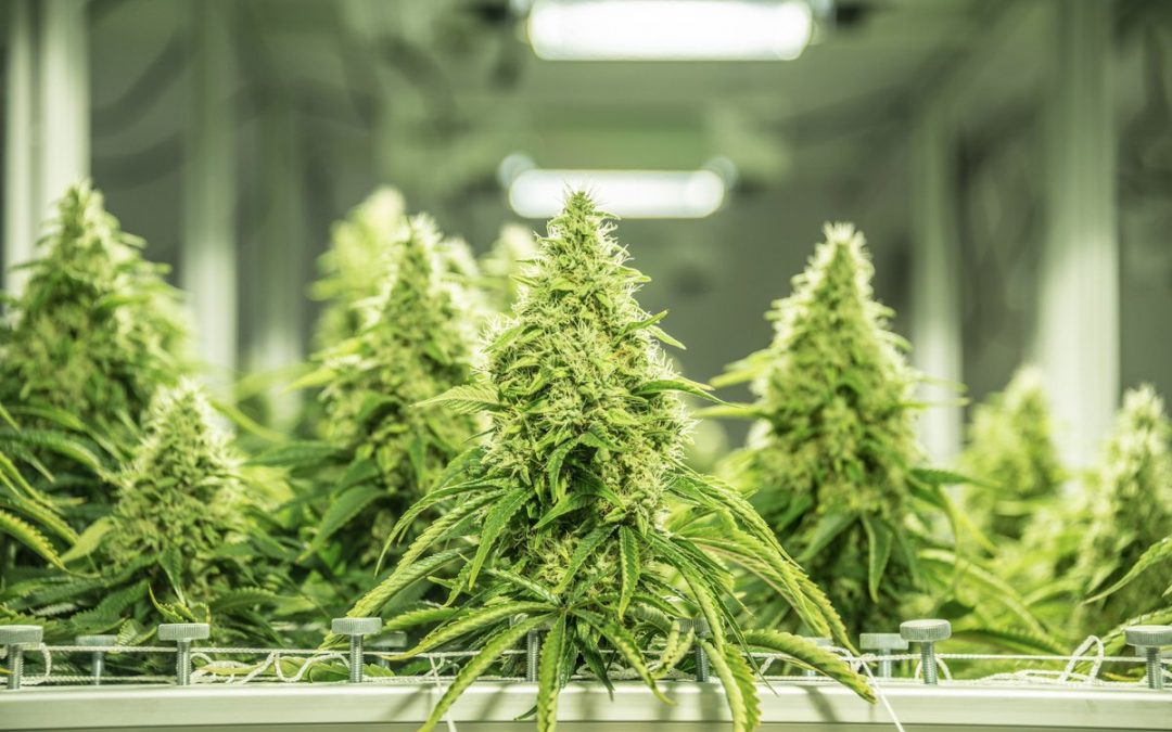 Automating Your Cannabis Grow