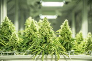 Automating Your Cannabis Grow