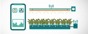 Automating Your Cannabis Grow