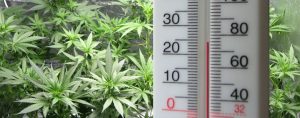 Automating Your Cannabis Grow