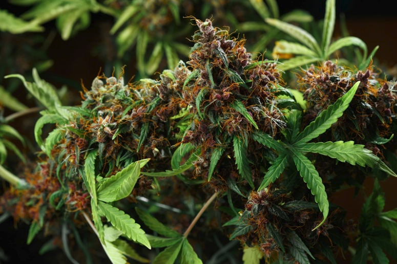Grow Autoflowering Cannabis