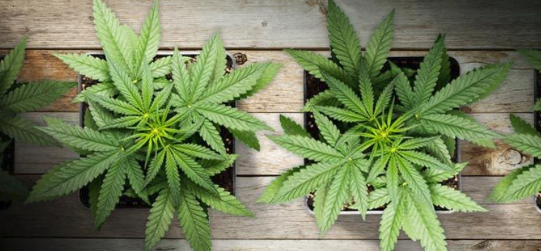 Grow Autoflowering Cannabis