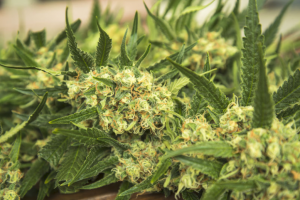 grow autoflowering cannabis