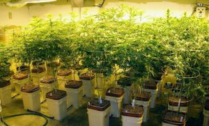 Grow With Hydroponics