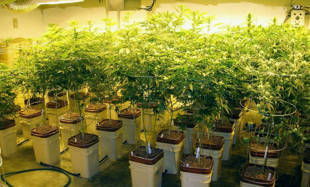 7 Reasons to Grow With Hydroponics