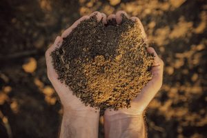 Hydroponics vs. Soil