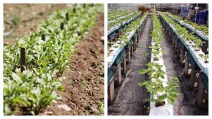 Hydroponics vs. Soil
