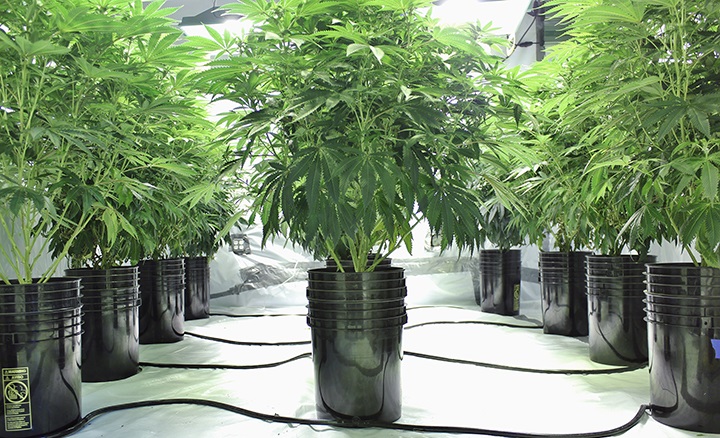 Grow With Hydroponics