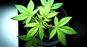 Cannabis Root Health