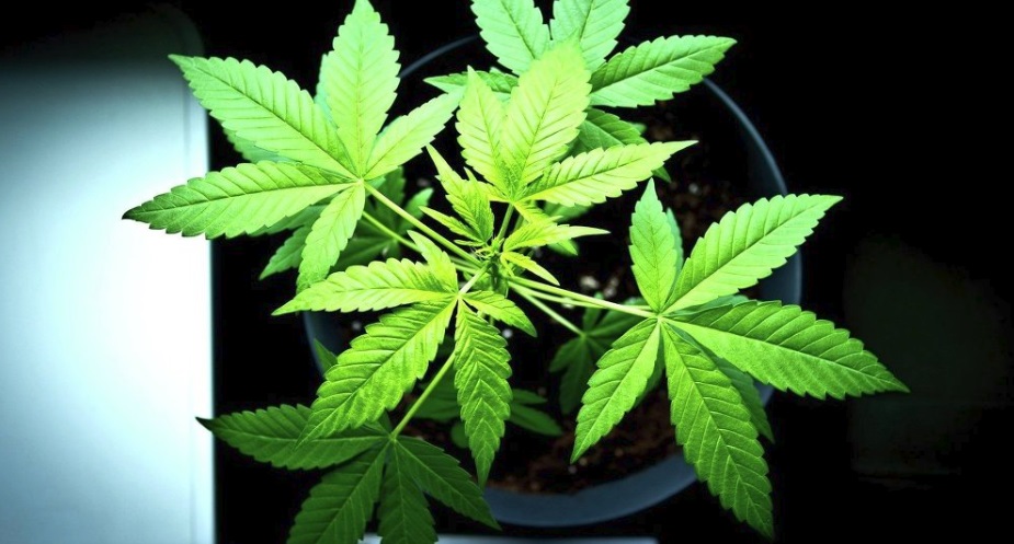 Cannabis Root Health