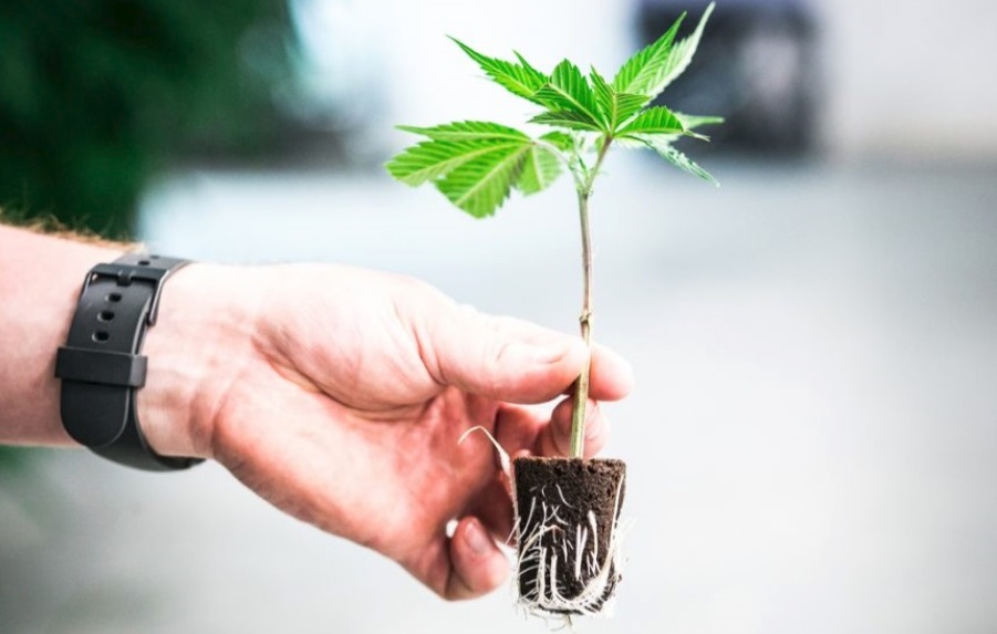 The Importance of Cannabis Root Health for Bigger Yields
