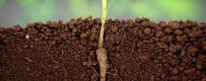 Cannabis Root Health