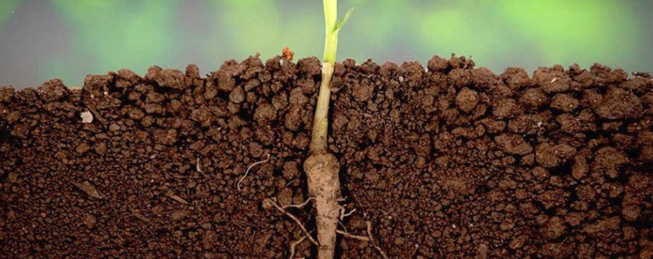 Cannabis Root Health