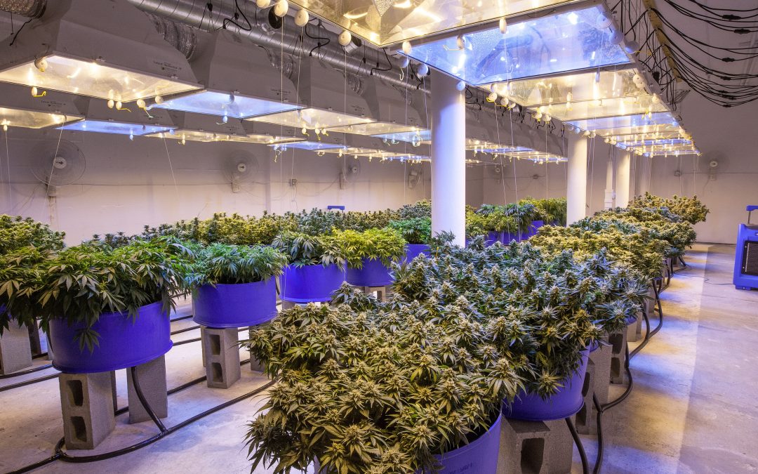 Hydroponics vs Soil For Your Cannabis Grow