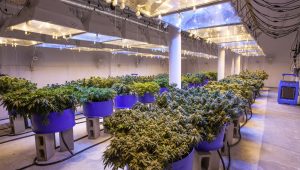 Hydroponics vs. Soil