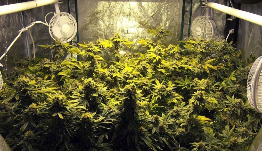 Growing Top Shelf Weed in a Grow Tent
